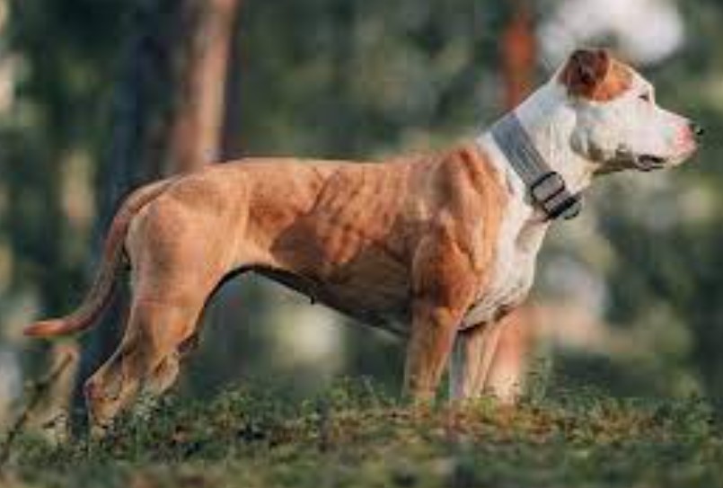 Paws and Protection: Mastering the Art of Dog Harness Fitting for Ultimate Safety